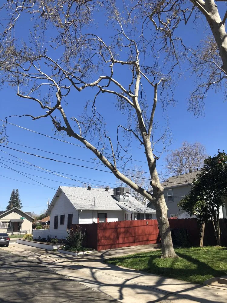 Professional landscape installation for residential properties across Rancho Cordova, CA - Del Cid Tree Service