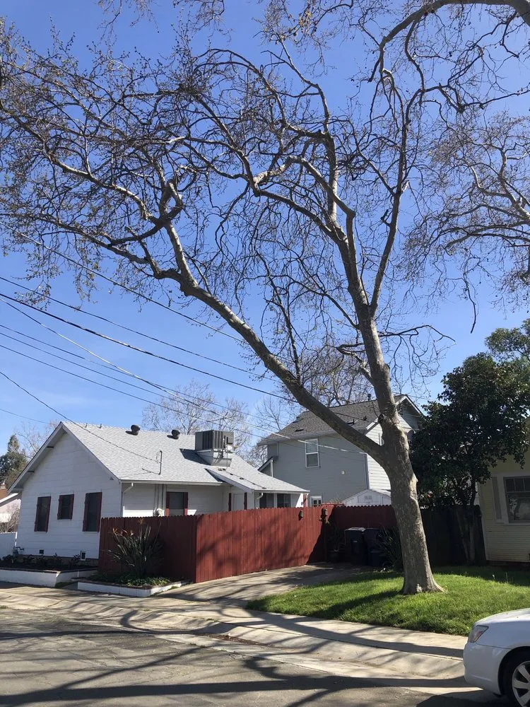 Trusted yard cleanup service experts serving Rancho Cordova, CA - Del Cid Tree Service