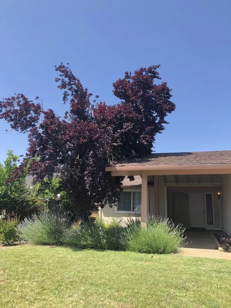 Professional landscaping services in Rancho Cordova, CA by Del Cid Tree Service