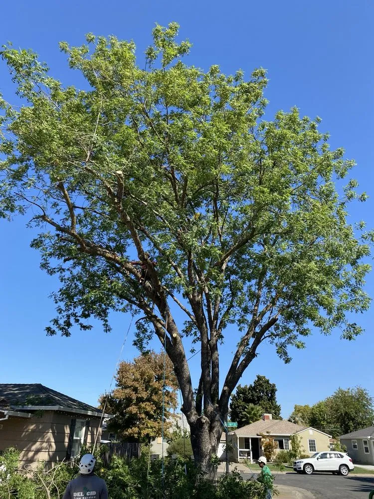 Expert residential landscaping in Rancho Cordova, CA by Del Cid Tree Service