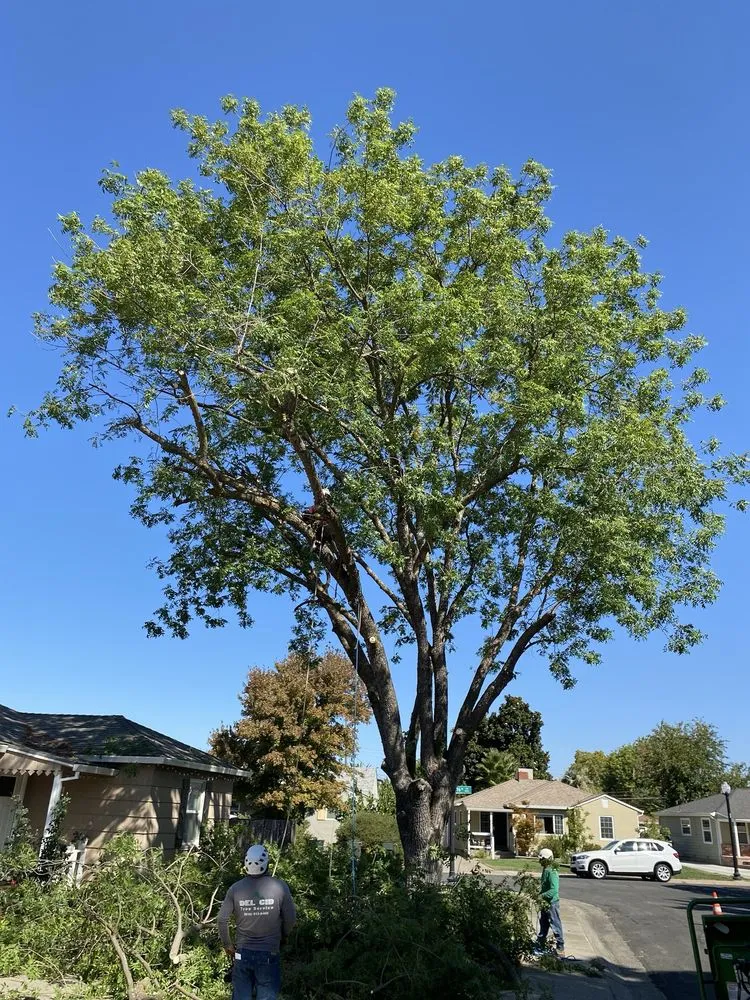 Expert residential landscaping for residential properties across Rancho Cordova, CA - Del Cid Tree Service