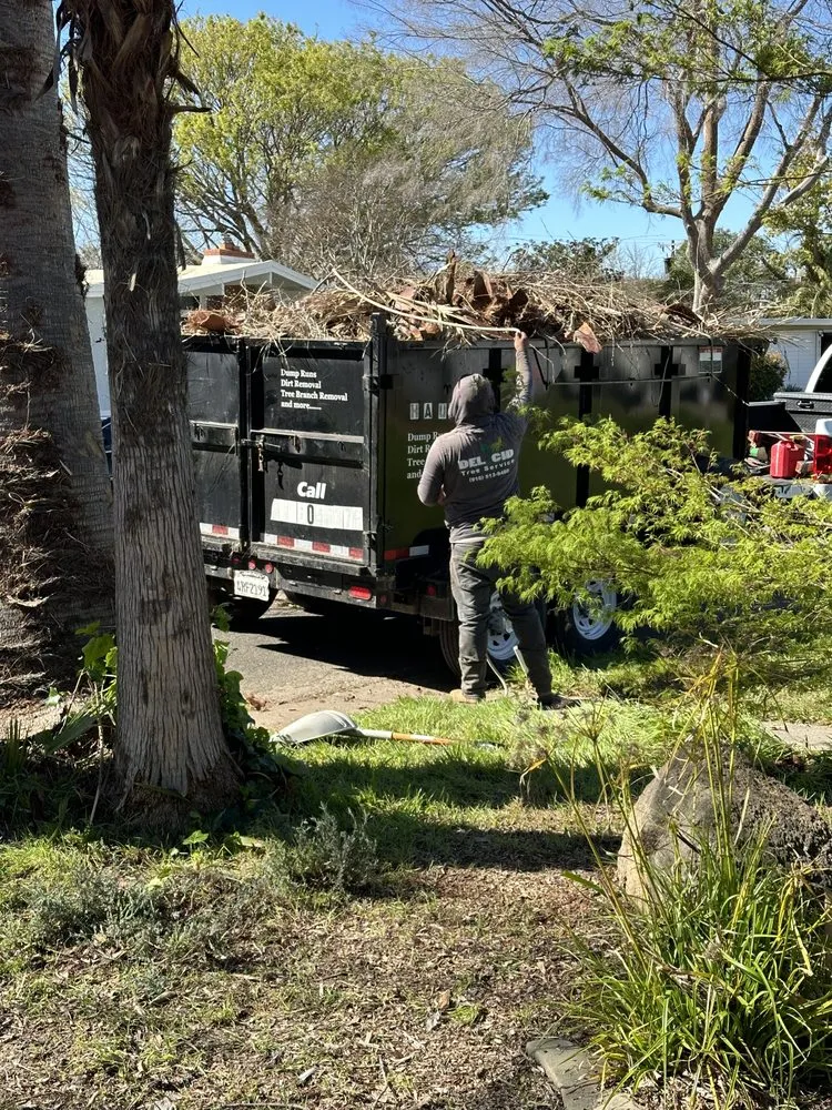 Top-rated yard cleanup service for homes in Rancho Cordova, CA by Del Cid Tree Service