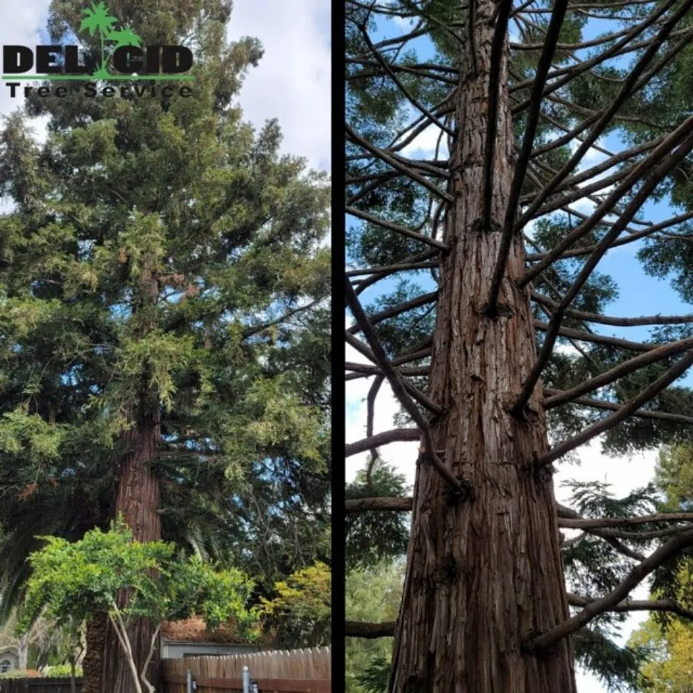 Professional landscaping services for year-round maintenance across Rancho Cordova, CA - Del Cid Tree Service