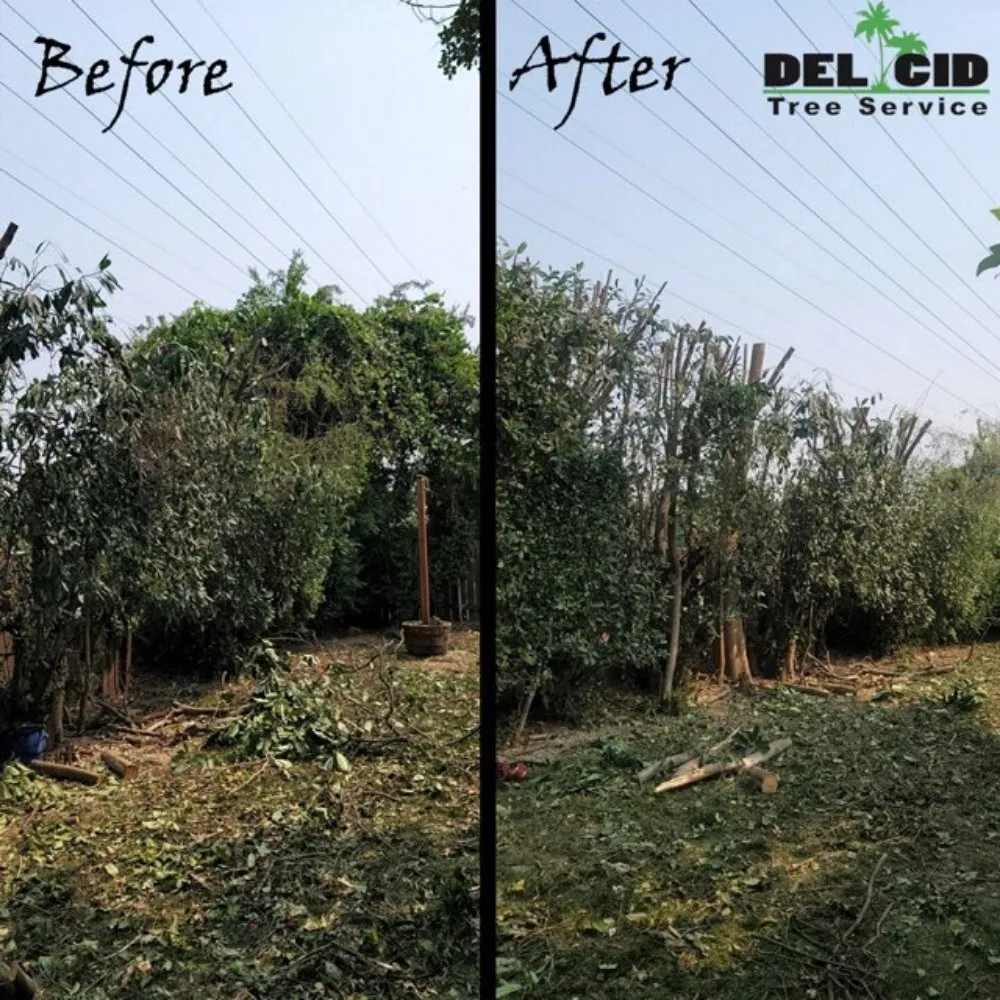 Top-rated yard cleanup service in Rancho Cordova, CA - Del Cid Tree Service