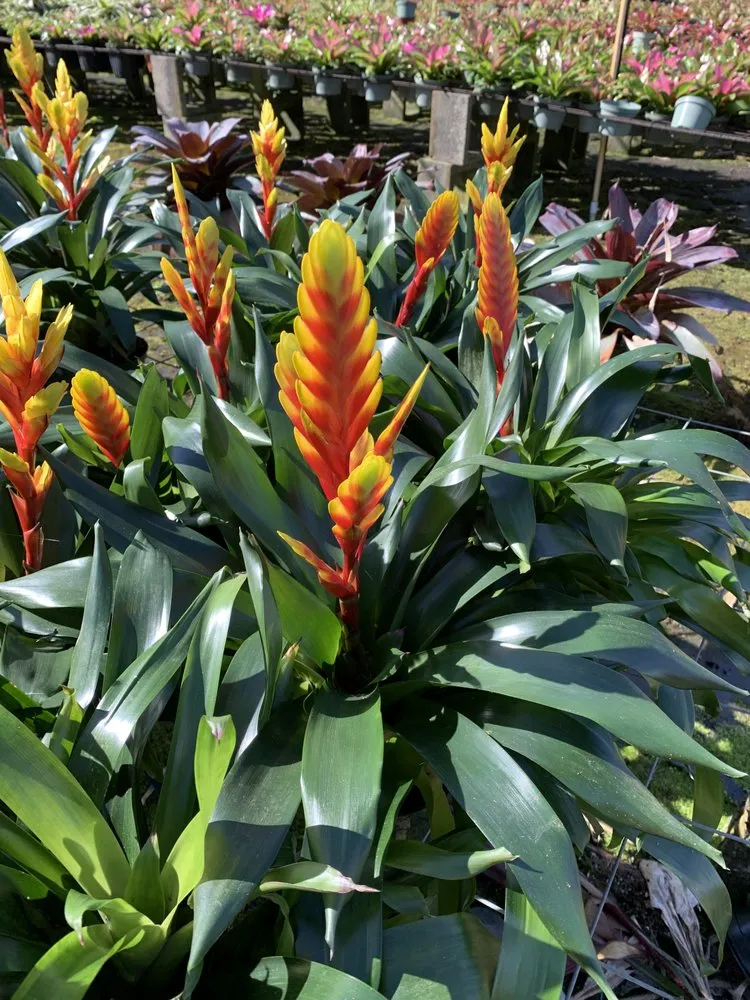Professional yard maintenance experts serving Gulf Stream, FL - Del Mar Landscaping