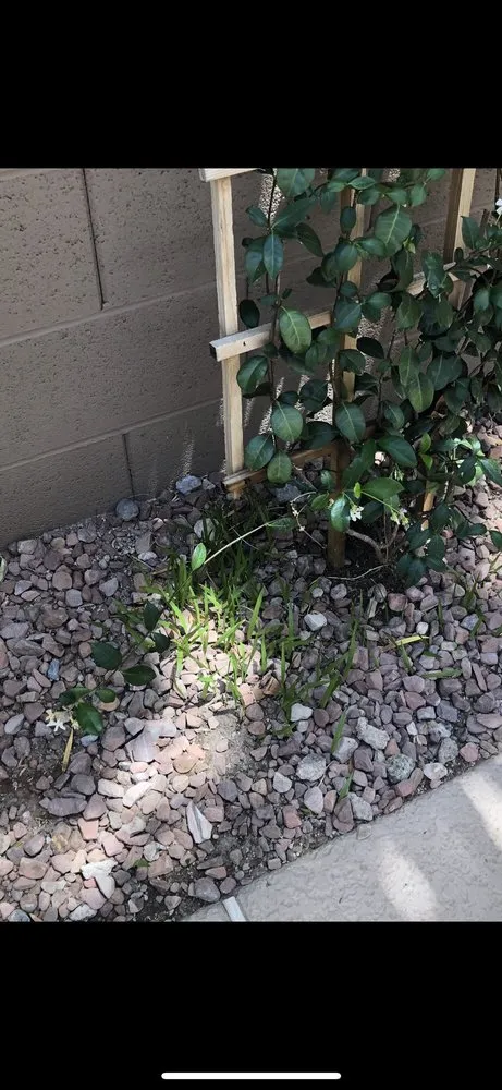 Professional residential landscaping for year-round maintenance in Henderson, NV by Del Mar Landscaping