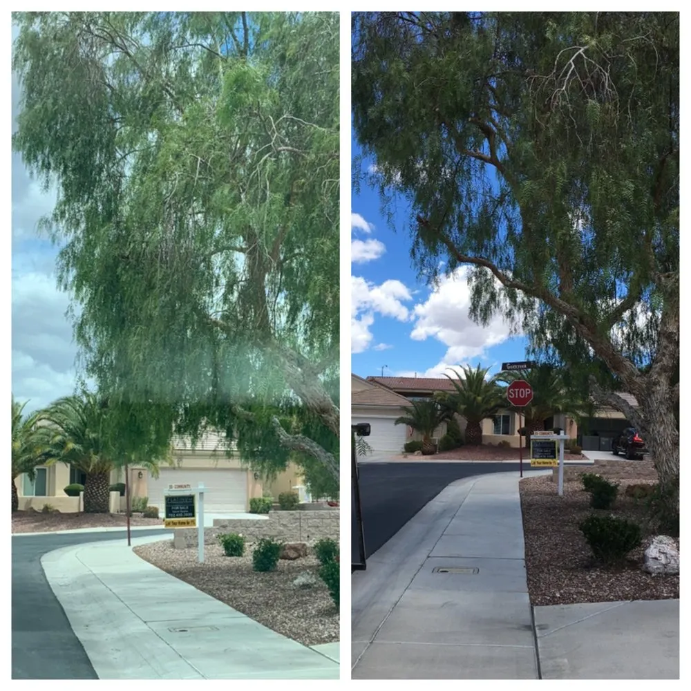 Affordable yard cleanup service experts serving Henderson, NV - Del Mar Landscaping
