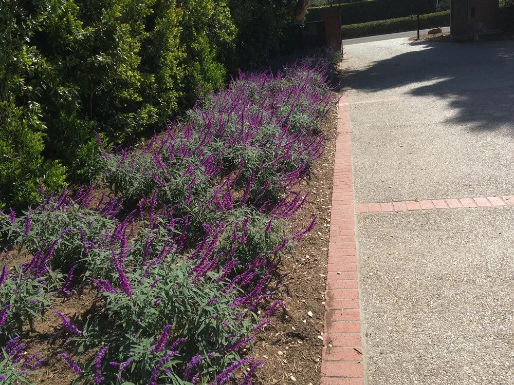 Professional yard maintenance near you across Santa Barbara, CA - Del Monte Landscaping