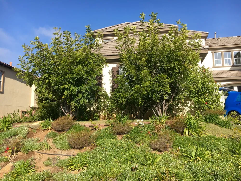 Professional outdoor landscaping in Carlsbad, CA by Del Rio Landscape