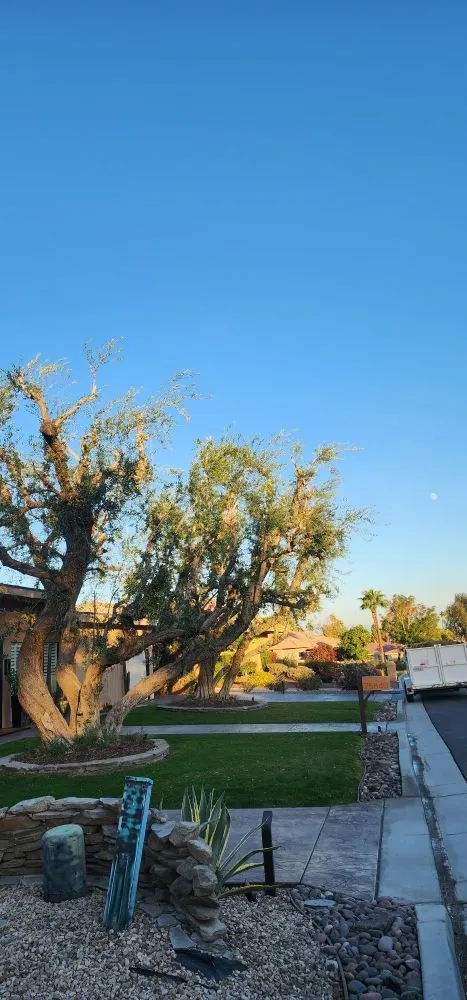 Affordable garden landscaping in Cathedral City, CA by Del Villal Gardening