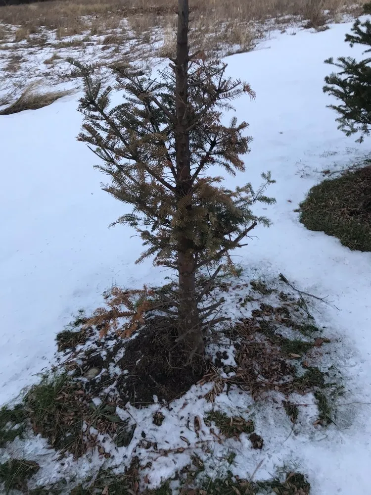 Custom yard cleanup service for beautiful yards across Delanson, NY - Delanson Gardens