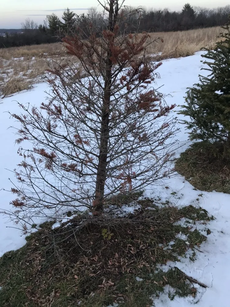 Trusted landscape installation experts serving Delanson, NY - Delanson Gardens