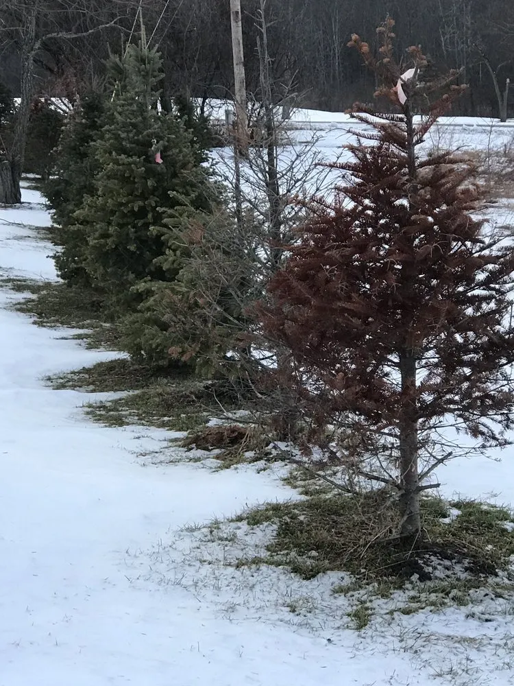Affordable yard cleanup service experts serving Delanson, NY - Delanson Gardens