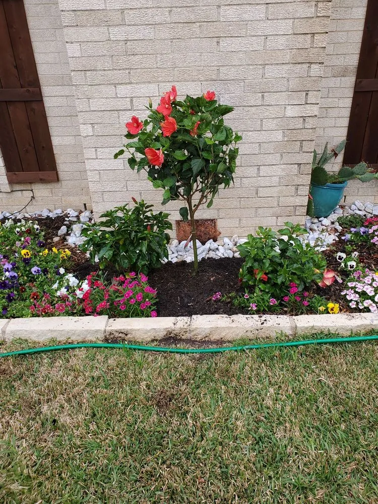 Trusted landscaping services in Lewisville, TX by Delarosa Landscape
