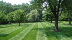 Top-rated residential landscaping for homes in Broomall, PA by Delaware Valley Turf