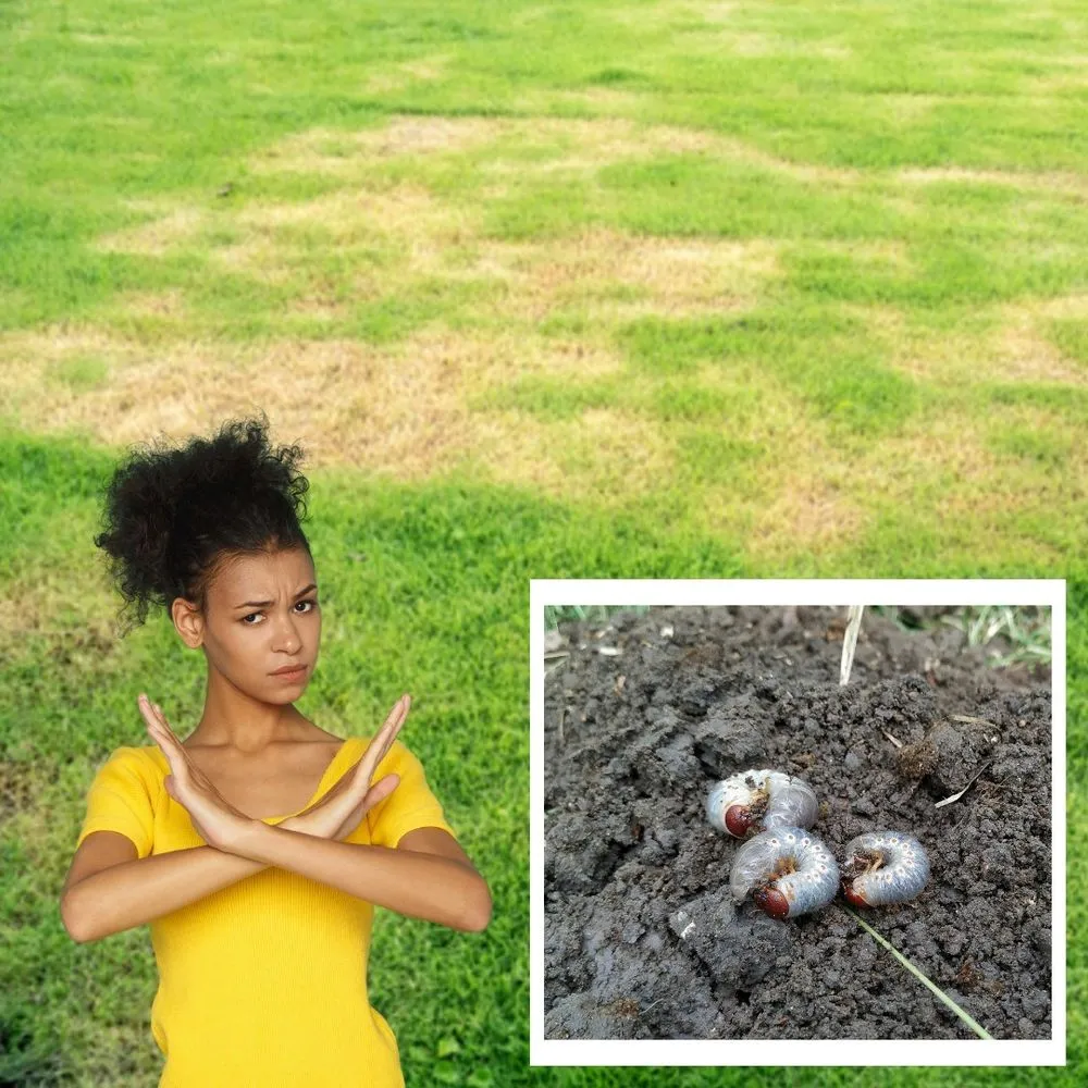 Reliable yard cleanup service for residential properties across Rockwall, TX - DelBosque Landscaping