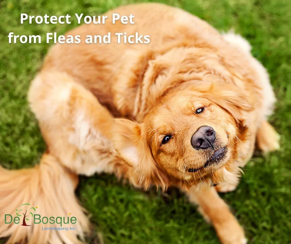 Local yard maintenance in Rockwall, TX - DelBosque Landscaping