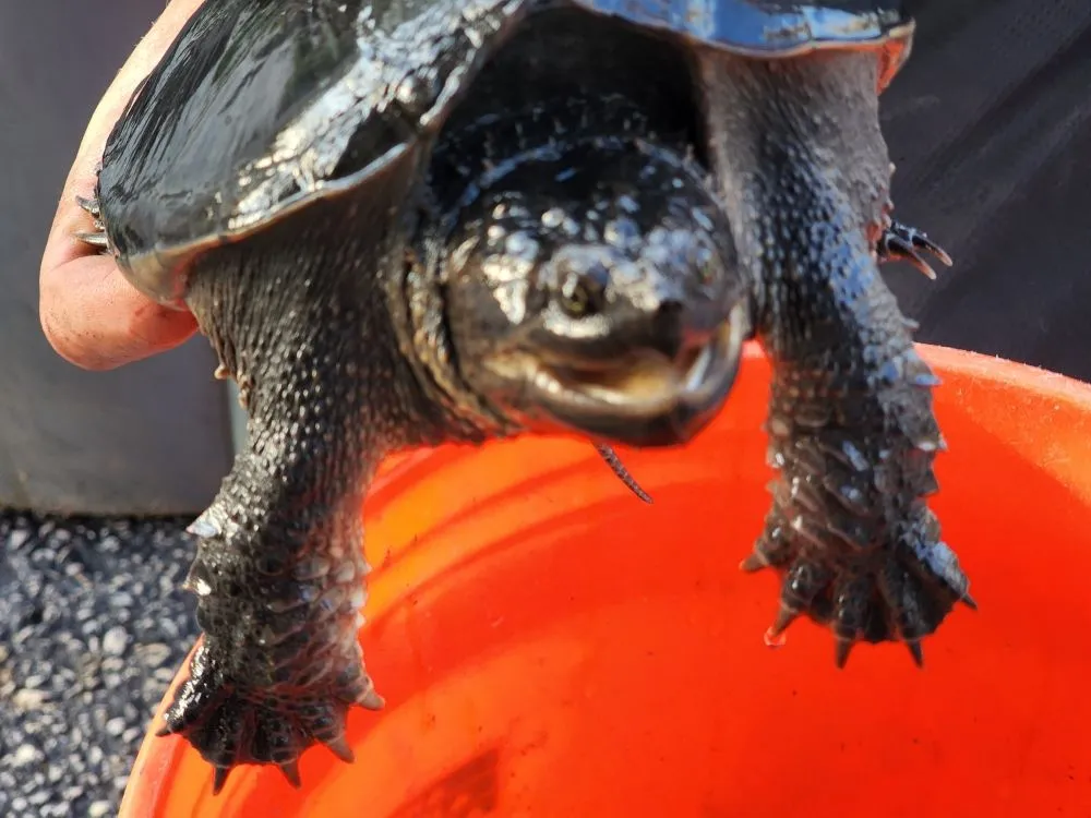 Local yard maintenance experts serving Media, PA - Delco Ponds And Waterscapes By Gramercy