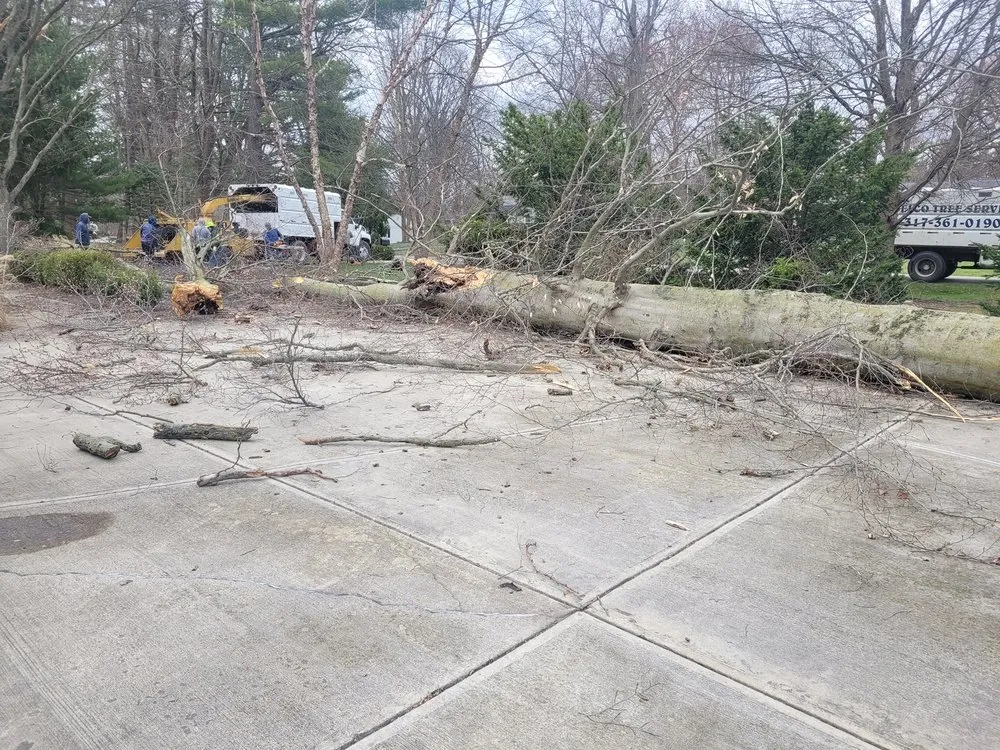 Local yard cleanup service in Indianapolis, IN - Delco Tree Service
