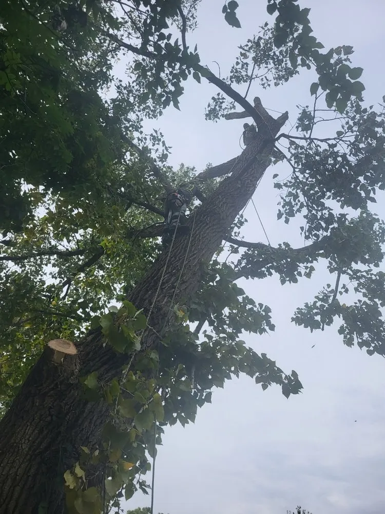 Local landscape installation in Indianapolis, IN by Delco Tree Service