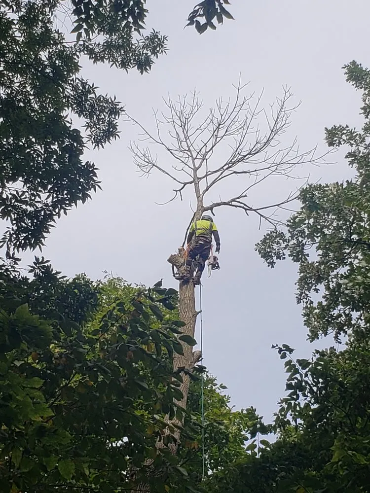 Custom yard cleanup service for residential properties across Indianapolis, IN - Delco Tree Service