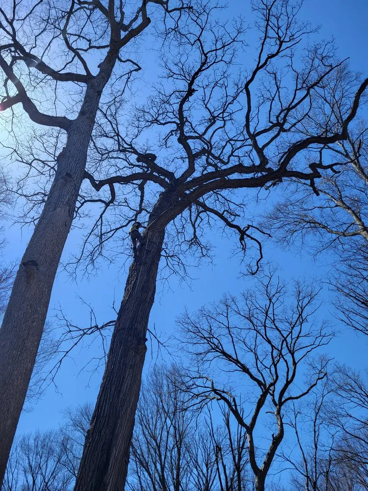 Expert yard maintenance in Indianapolis, IN - Delco Tree Service