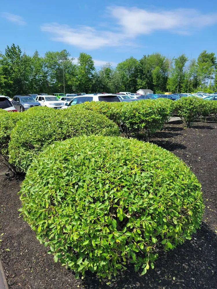 Local landscaping services for outdoor upgrades in Springfield, MA by Deleon Hardscapes