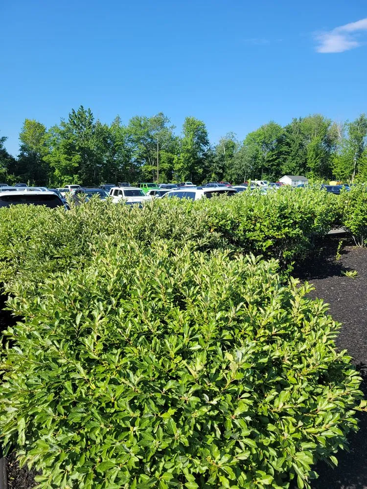 Expert yard maintenance in Springfield, MA by Deleon Hardscapes