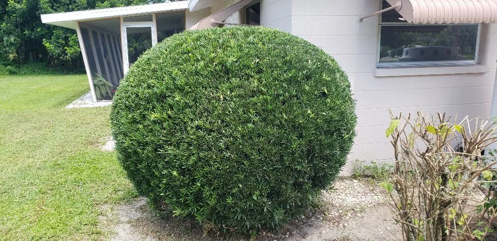 Local lawn mowing service in Punta gorda, FL - Deleons Lawn Service