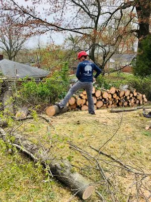 Dele's Tree Service Logo