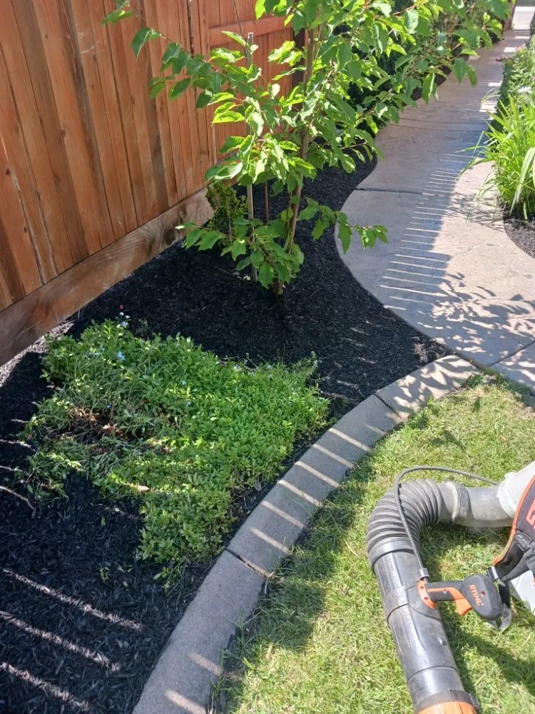 Professional yard maintenance in Stockton, CA by Delgadillo Lawn Care