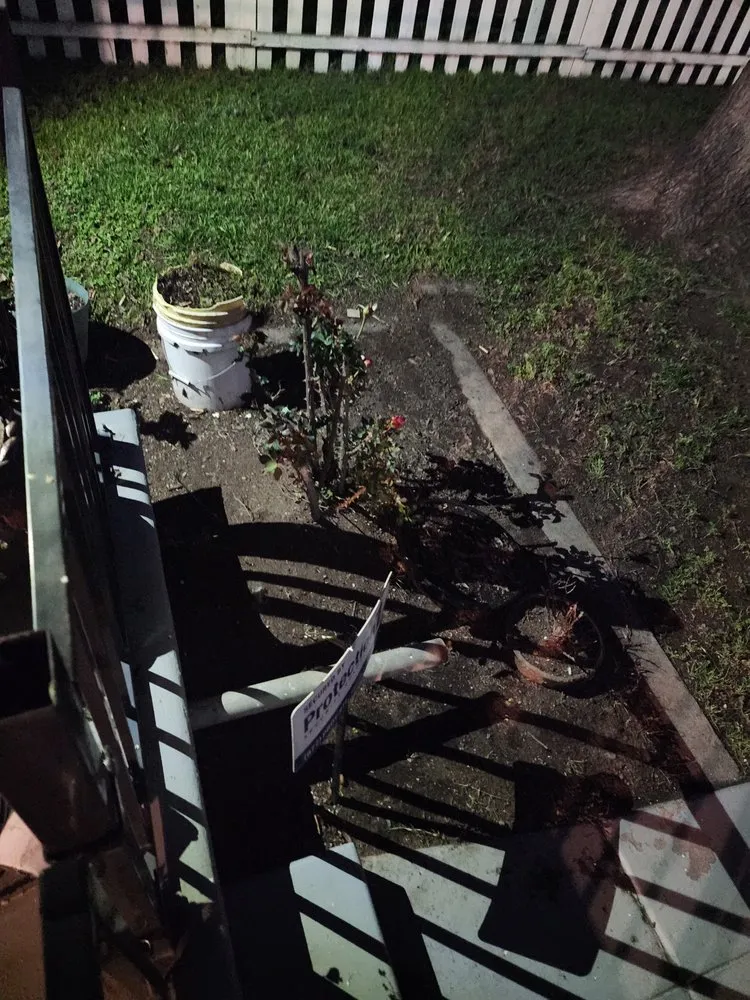 Trusted yard cleanup service with custom design in Stockton, CA by Delgadillo Lawn Care