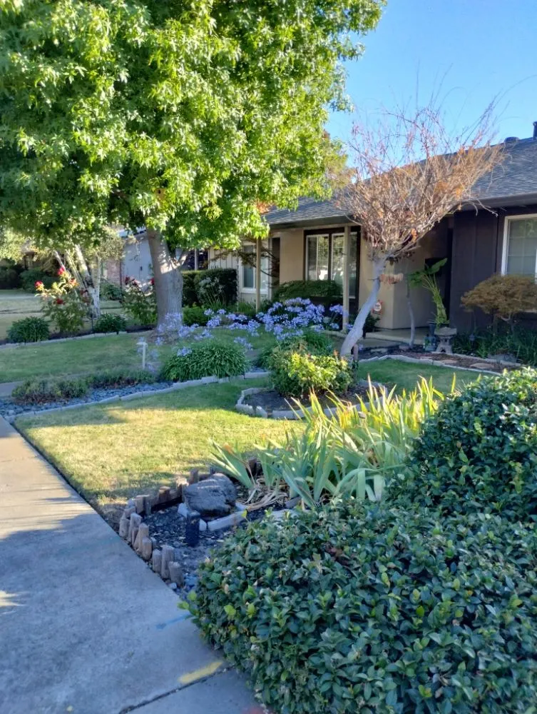Professional yard cleanup service for residential properties across Stockton, CA - Delgadillo Lawn Care