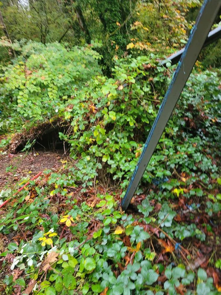 Expert landscaping services for year-round maintenance in Auburn, WA by Delgado Landscaping