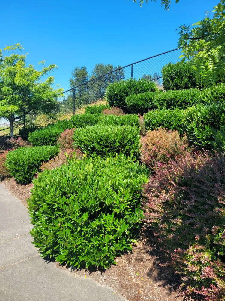 Expert landscaping services near you in Auburn, WA by Delgado Landscaping