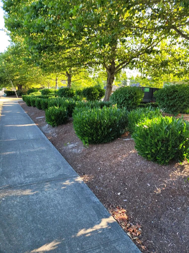 Reliable landscape installation in Auburn, WA - Delgado Landscaping