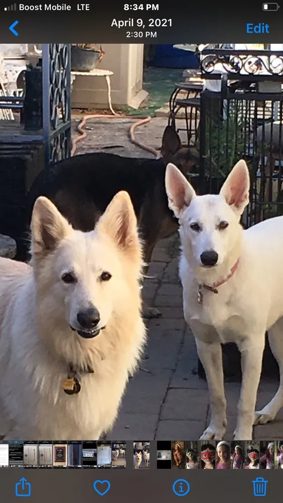 Professional outdoor landscaping in Pico Rivera, CA by Delgado Maintenance & Restoration