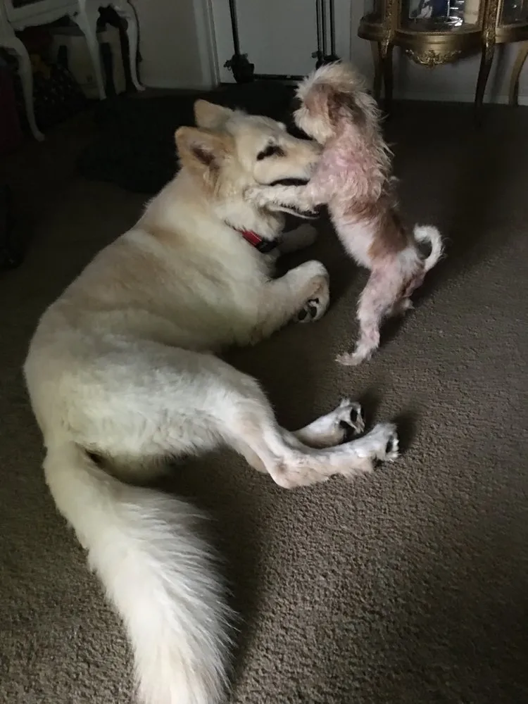 Expert outdoor landscaping in Pico Rivera, CA by Delgado Maintenance & Restoration