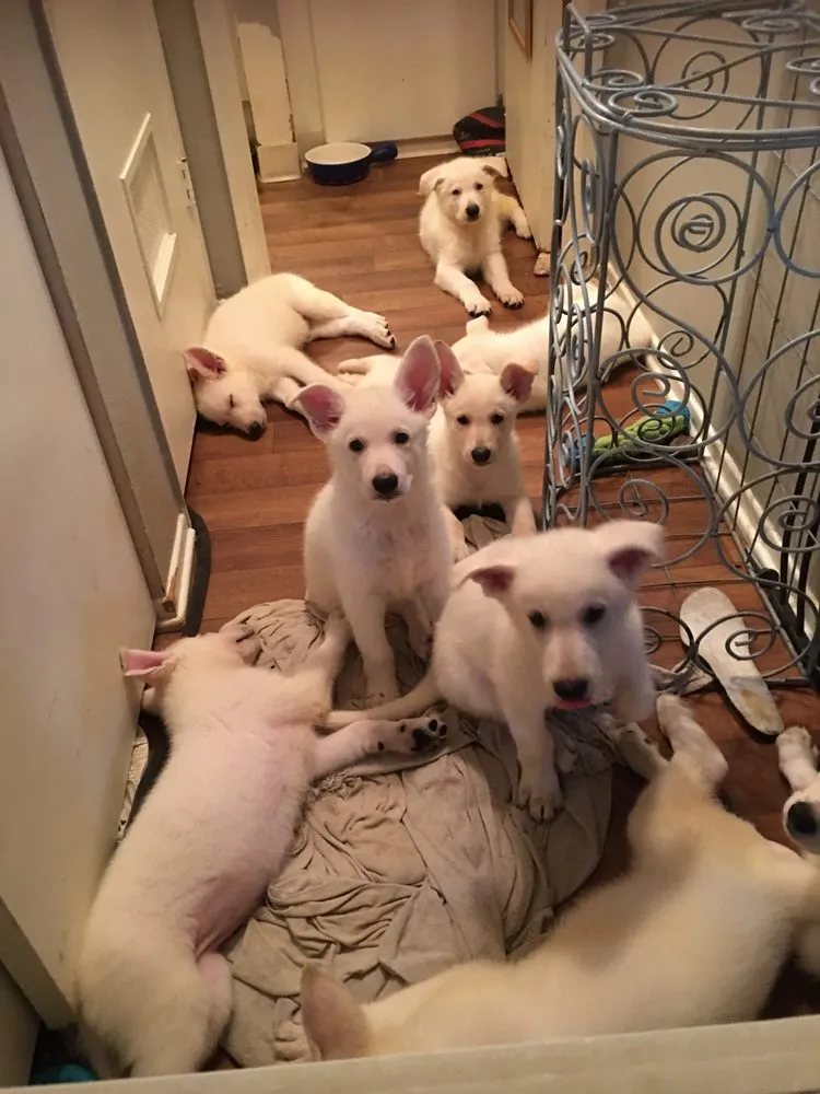 Custom landscape design for outdoor upgrades across Pico Rivera, CA - Delgado Maintenance & Restoration