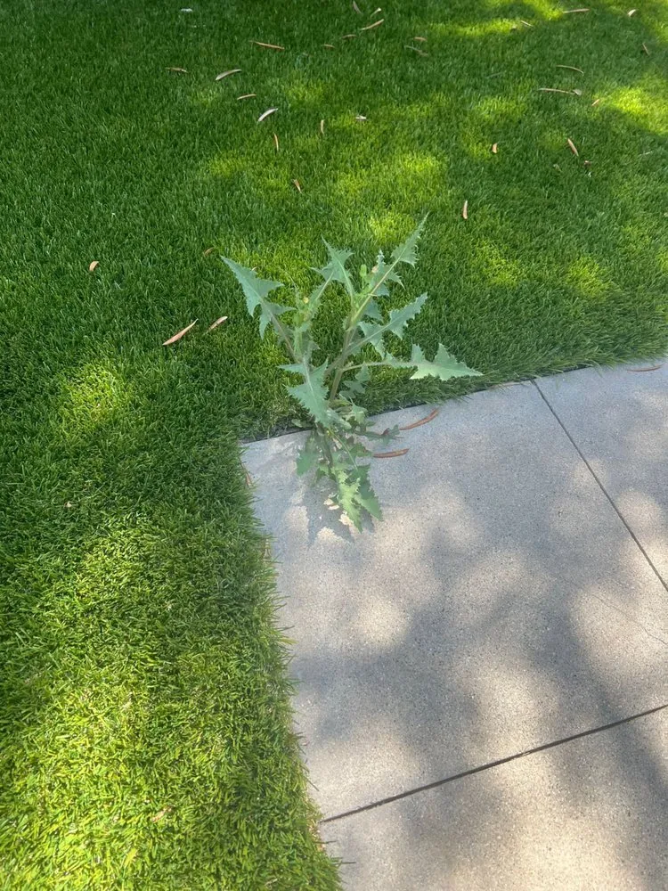 Custom residential landscaping in Lawndale, CA by Delgados Landscape