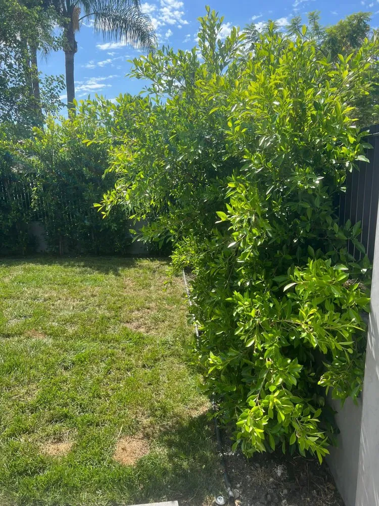 Trusted lawn care service in Lawndale, CA - Delgados Landscape