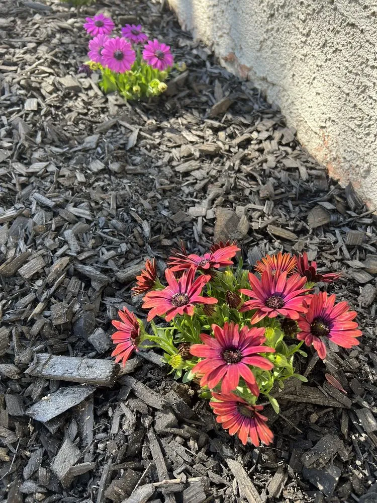Local residential landscaping for outdoor upgrades in Lawndale, CA by Delgados Landscape