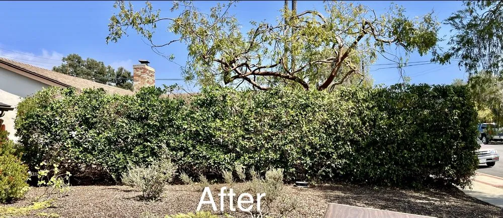 Custom yard maintenance in Lawndale, CA - Delgados Landscape