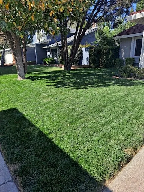 Reliable yard maintenance in Livermore, CA - Delgado's Lawn