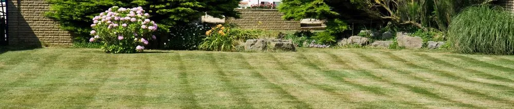 Top-rated yard cleanup service in Livermore, CA - Delgado's Lawn