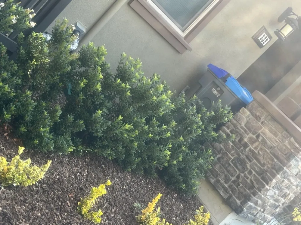 Top-rated residential landscaping in Livermore, CA by Delgado's Lawn