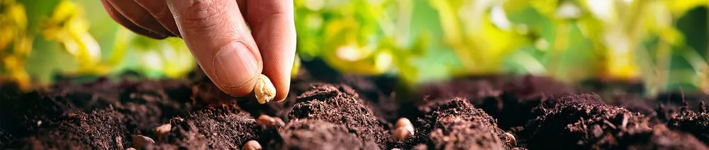 Affordable garden landscaping in Livermore, CA - Delgado's Lawn