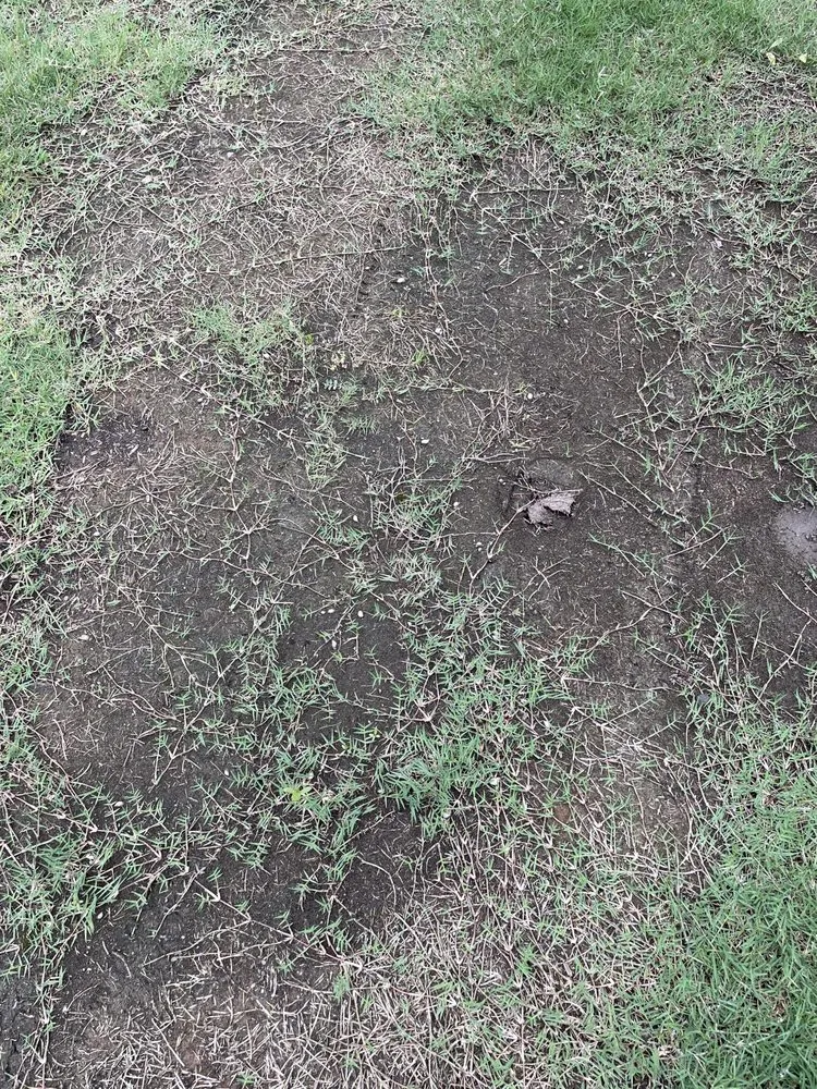 Custom residential landscaping for outdoor upgrades in Fort Worth, TX by Delight Landscape