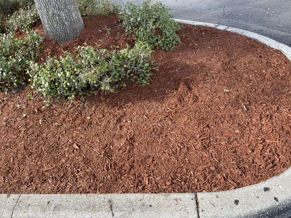 Top-rated yard cleanup service for beautiful yards across New Port Richey, FL - Dellavecchia Property Maintenance