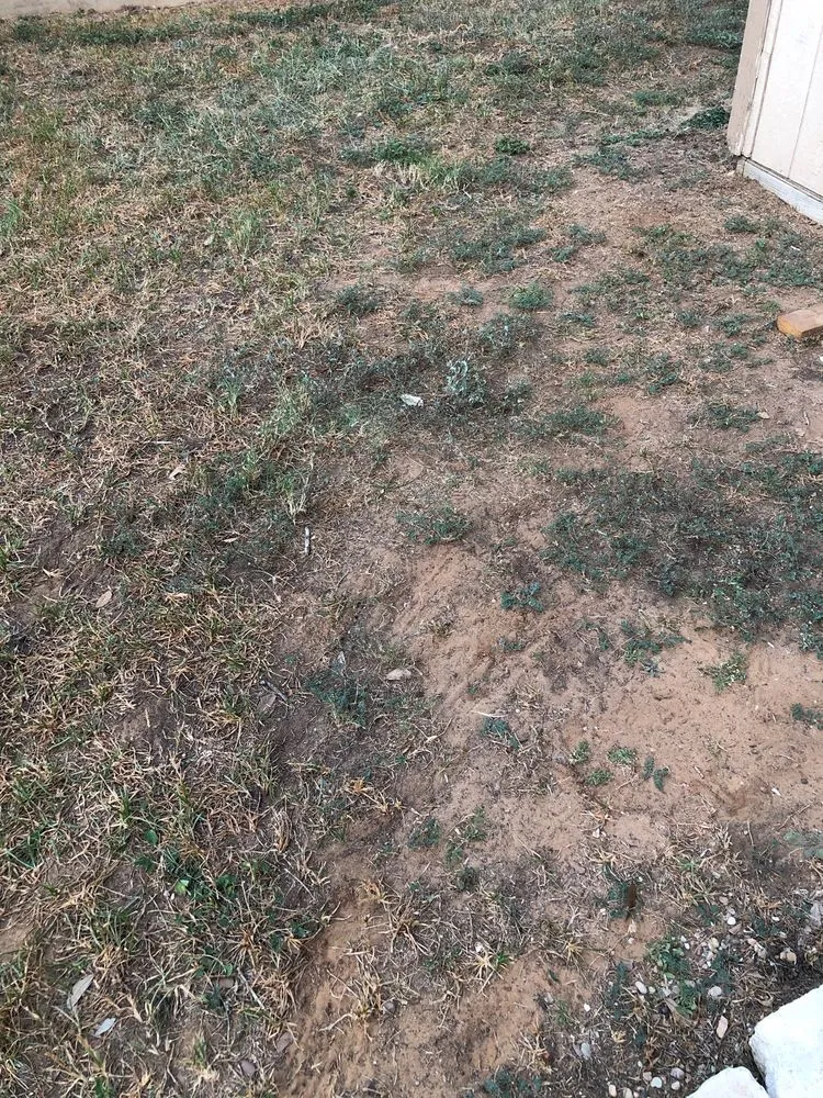 Reliable lawn care service experts serving San Antonio, TX - Dell’s Grass Farm